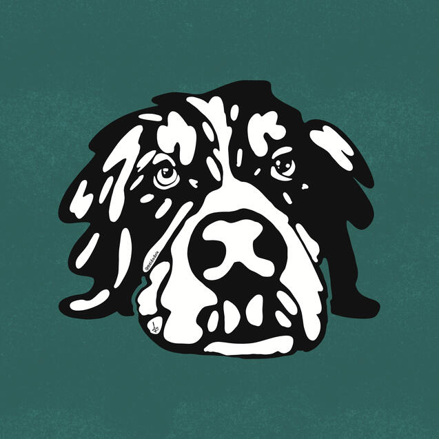 bernese dog