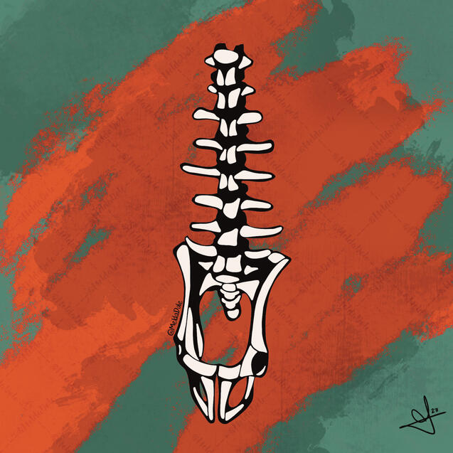 spine