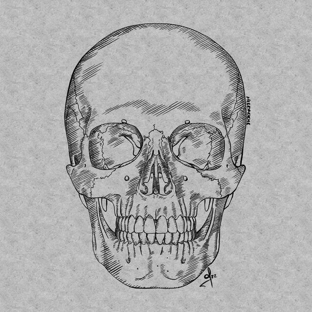 anatomical skull